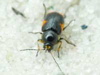 Cryptocephalus (Cryptocephalus) moraei