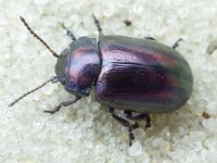 Chrysolina cerealis
