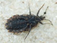 Aradus betulae
