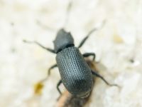 Magdalis (Odontomagdalis) armigera