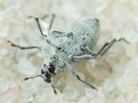 Rhinoncus albicinctus