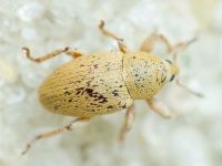 Tychius