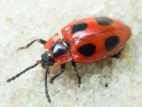 Endomychus coccineus