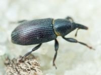 Mecinus collaris