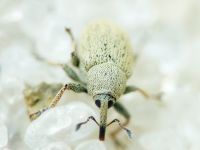 Sibinia (Sibinia) unicolor