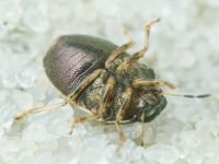 Neottiglossa pusilla