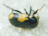 Cryptocephalus (Cryptocephalus) moraei
