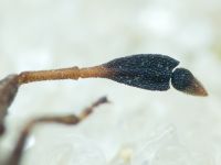 Spathocera laticornis
