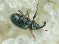 Mecinus plantaginis