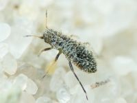 Heteroptera