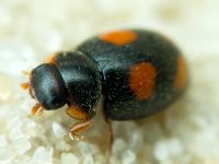 Platynaspis luteorubra