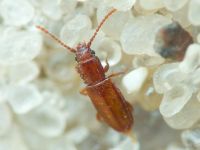 Placonotus testaceus