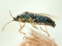 Nysius senecionis