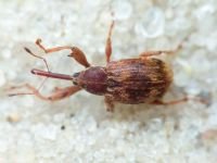Anthonomus (Furcipus) rectirostris