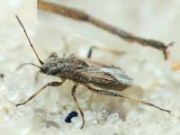 Ortholomus punctipennis