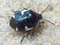 Tritomegas sexmaculatus