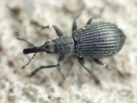 Apioninae