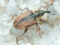 Gymnetron villosulum