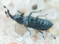 Mecinus janthinus
