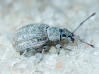 Curculionidae