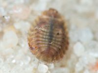 Platynaspis luteorubra