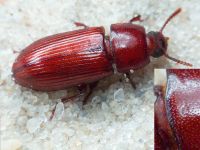 Uloma culinaris