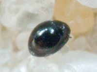 Sphaeriusidae
