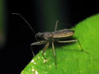 Nabis rugosus