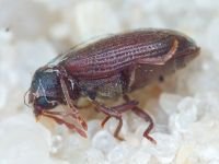 Insecta