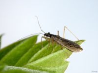 Nabis rugosus