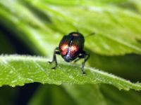 Byctiscus populi