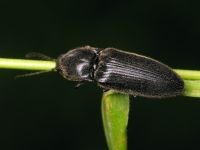 Hemicrepidius niger
