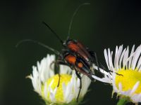 Stenurella bifasciata