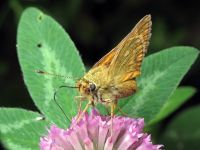 Ochlodes sylvanus
