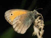 Coenonympha pamphilus