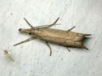 Crambidae