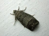 Cydia pomonella