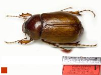 Xanthotrogus tadzhikorum