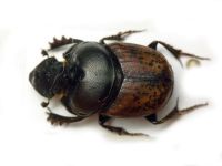 Onthophagus gibbulus