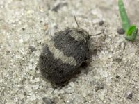 Byrrhus fasciatus