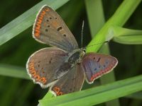 Lycaena tityrus
