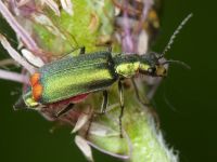 Malachius bipustulatus