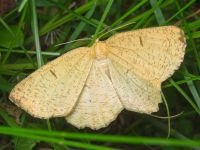 Angerona prunaria