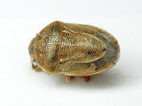 Neottiglossa leporina
