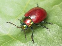 Chrysolina polita