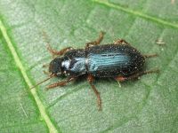 Ophonus azureus