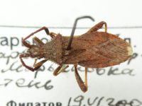 Coriomeris denticulatus