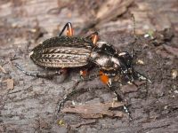 Carabus (Carabus) granulatus