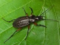 Carabus (Carabus) granulatus