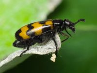 Mylabris pusilla